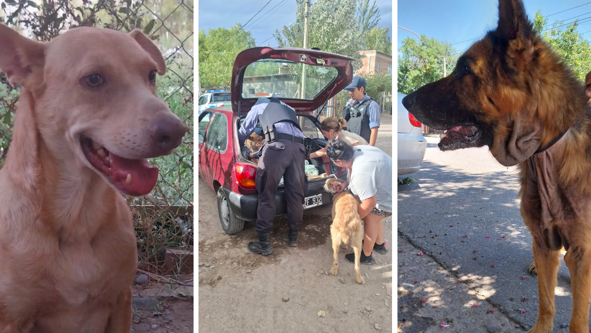 Tres nuevos allanamientos por maltrato animal en Cipolletti, dejan al descubierto una problemática que crece en la cuidad.
