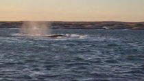 tension: la marea libero tres ballenas en caleta de los loros