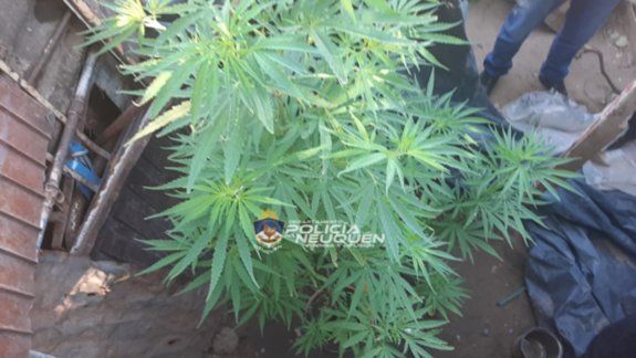 Manejaba borracho y con 11 plantas de marihuana en el auto