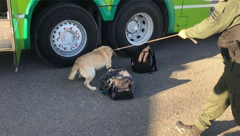 Un perro de la Policía encontró cinco kilos de cocaína en un colectivo