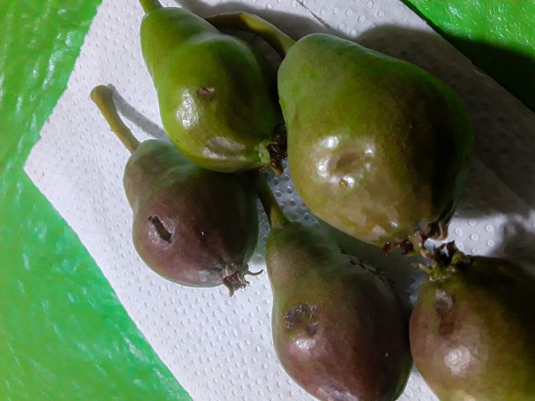 La Federación de Productores de Frutas de Río Negro y Neuquén insistió en la necesidad de políticas públicas para que la malla antigranizo sea más accesible. 