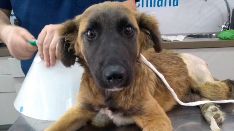 Juntó más de $19 mil con ayuda de la comunidad y pudo operar a un cachorro atropellado