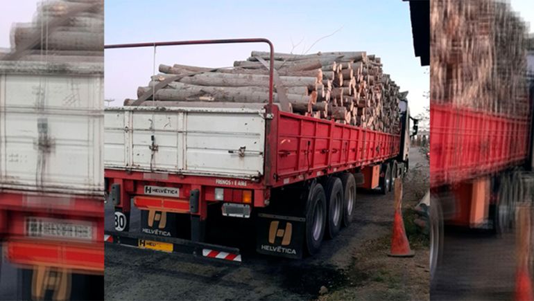 Otro llamativo decomiso: secuestraron más de 30 toneladas de álamos talados