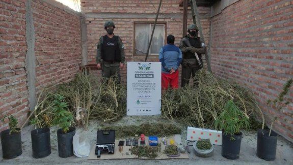 Gendarmería allanó un vivero de marihuana: hay un detenido