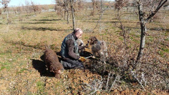 Oro negro: incentivarán la producción de trufas