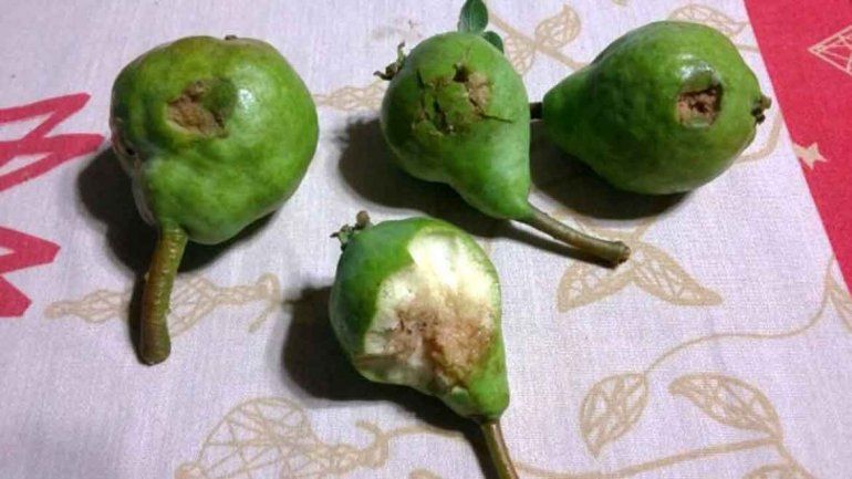 Chacareros golpeados por el granizo reciben el primer desembolso