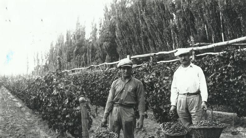 ¡Buen viñedo, buena cosecha! Foto: Archivo Cabus Trenes.