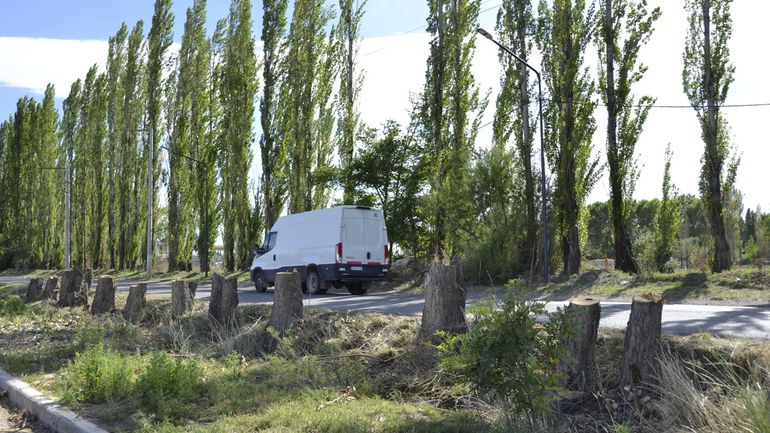 ¿Por qué cortaron los álamos? El proyecto que se convertirá en un nuevo corredor urbano