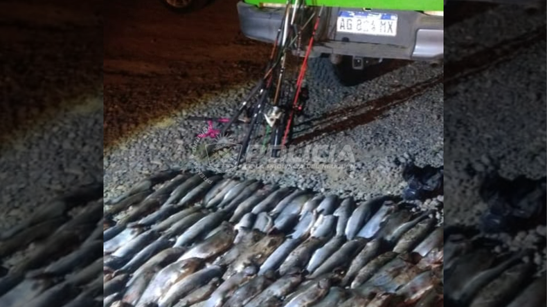 Secuestraron truchas en un operativo contra la pesca ilegal.