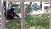 El chimpancé será trasladado a un santuario de Inglaterra. Foto: Gentileza.