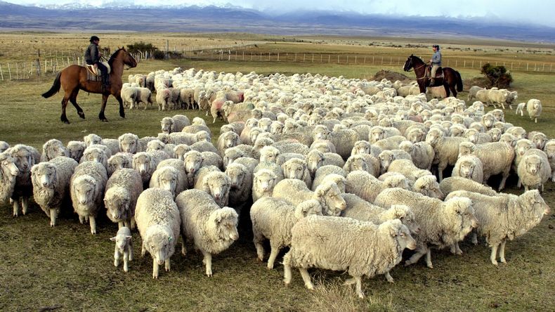 De la euforia a la realidad: La ganadería ovina ante una oportunidad histórica | LMCipolletti.com De la euforia a la realidad: La ganadería ovina ante una oportunidad histórica