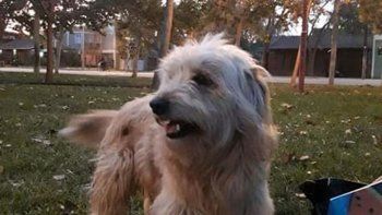 aparecieron perros envenenados en el barrio mercantiles aparecieron perros envenenados en el barrio mercantiles