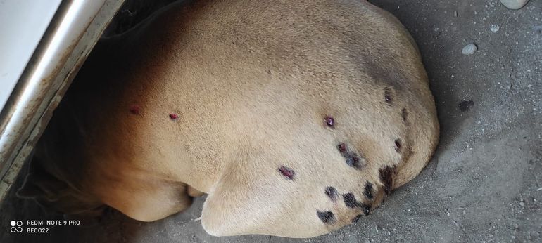 Denuncian brutal golpiza policial a jóvenes en Junín de los Andes