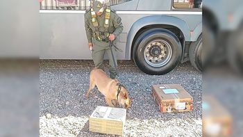 Gendarmería lleva a cabo controles permanentes con perros detectores de drogas.