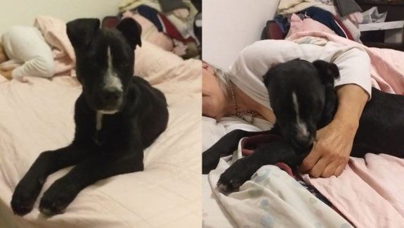 Encontraron a la perrita Antonia y ya está en su casa junto a su familia