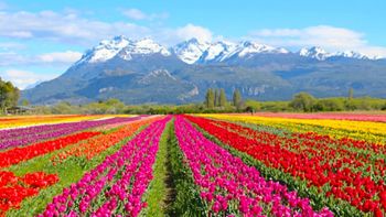 El campo de tulipanes en Trevelin es uno de los paisajes más increíbles de la Patagonia.