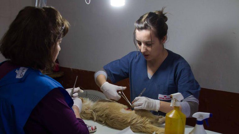 Los vecinos están tomando conciencia del deber de esterilizar.