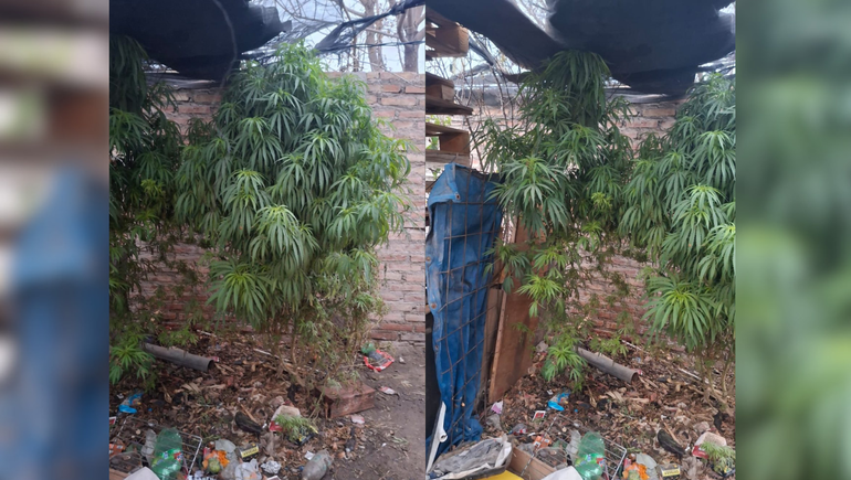 El allanamiento por una causa de abuso de arma de fuego derivó en el hallazgo de plantas de marihuana.&nbsp;