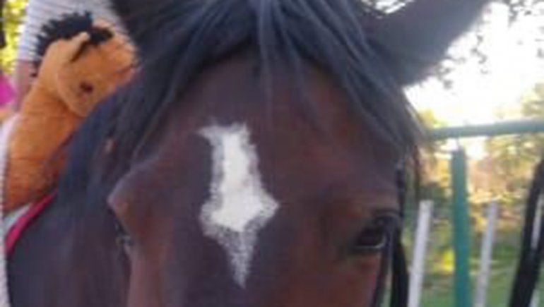 Buscan a una yegua robada de un centro de equinoterapia en María Elvira 