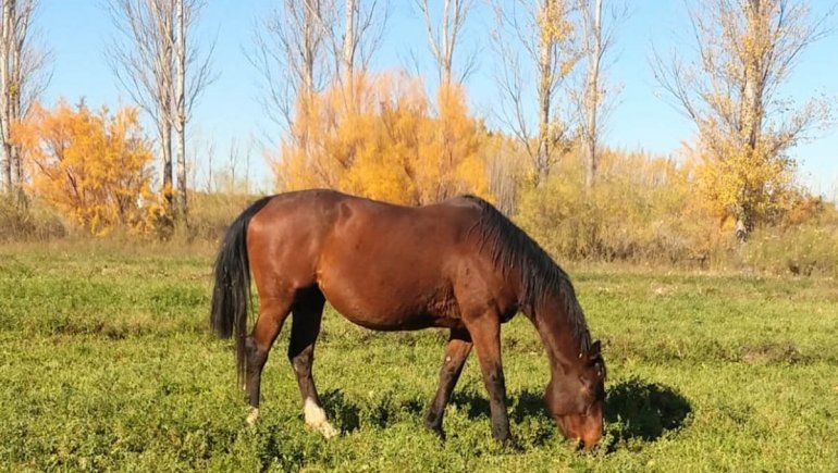 Ofrecen $50 mil para encontrar una yegua de carreras