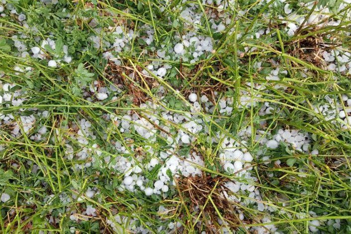 El granizo hizo estragos en las chacras del Valle Medio.&nbsp;