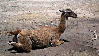 encontraron despellejado y mutilado a gaspar, el guanaco de la reserva la chacra
