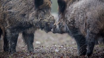 La sinurbización convierte a la ciudad en hábitat permanente, no en paso ocasional del animal. | LMCipolletti.com La sinurbización convierte a la ciudad en hábitat permanente, no en paso ocasional del animal.