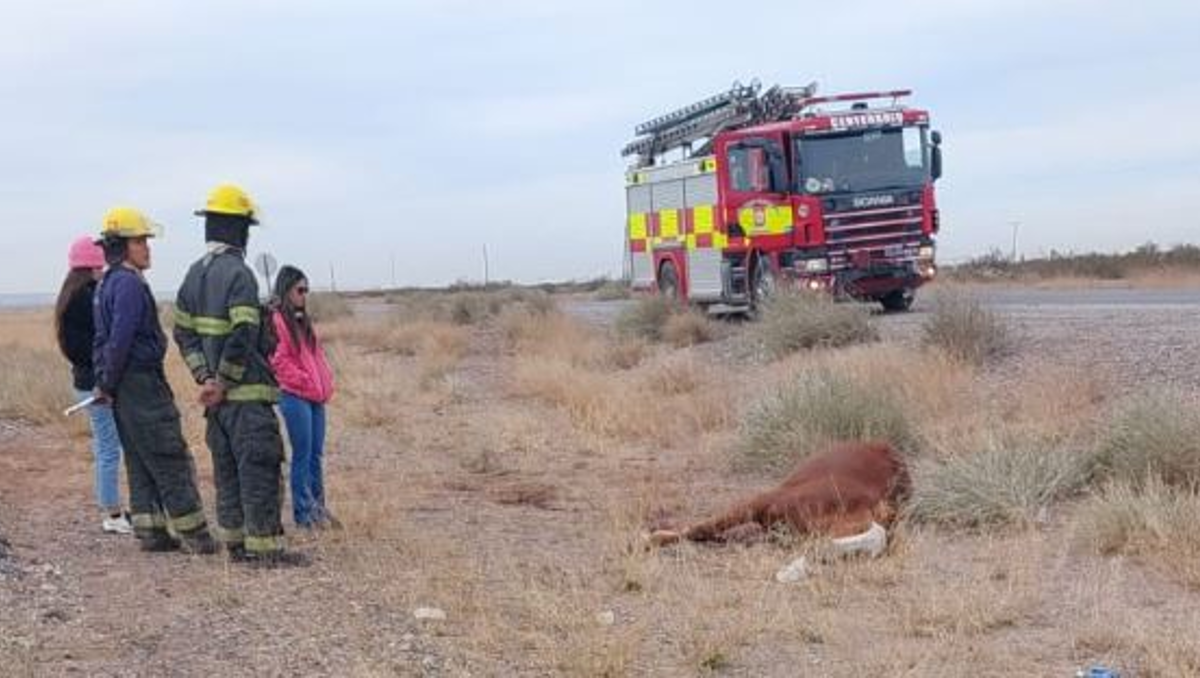 Camioneta impactó contra un caballo camino a Mari Menuco