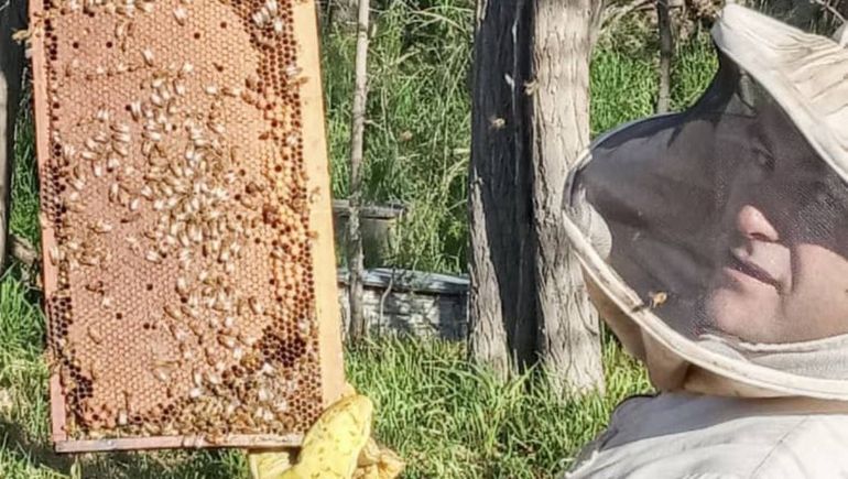 Premiaron a un apicultor rionegrino por sus abejas reina