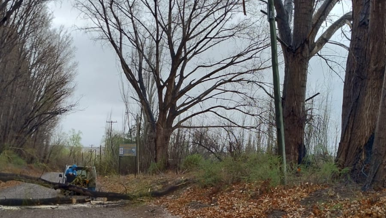 Un álamo cayó en Allen y dejó fuera de servicio eléctrico a un sector de la ciudad.