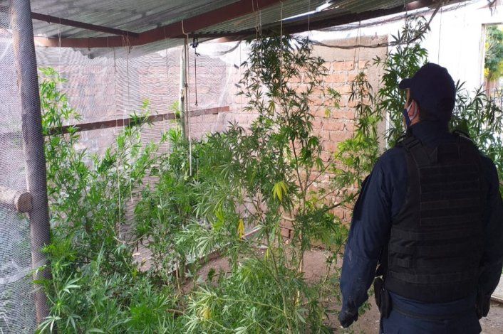 Aseguró que 53 plantas de marihuana eran para consumo personal y le dieron la razón