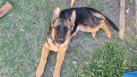 Le robaron su perrita y la vendieron por $10 mil en minutos