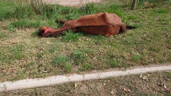 Vecinos encontraron una yegua desnutrida y le salvaron la vida