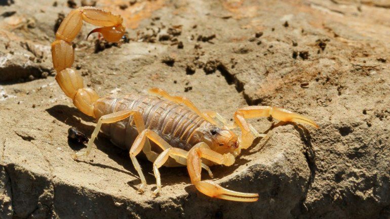 Los también llamados escorpiones abundan en las épocas de calor.