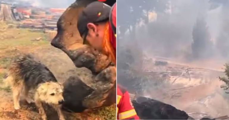 Los brigadistas también salvan vida de animales en medio del desastre.