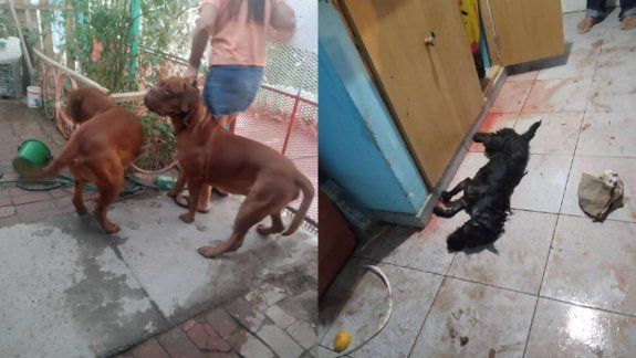 Un horror: le mataron a su perra en la cocina