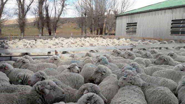 Denuncian a una funcionaria por el robo de ovejas