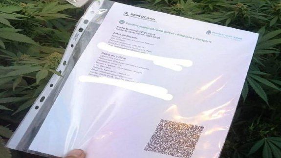 Preocupación por el plan contra el cannabis medicinal