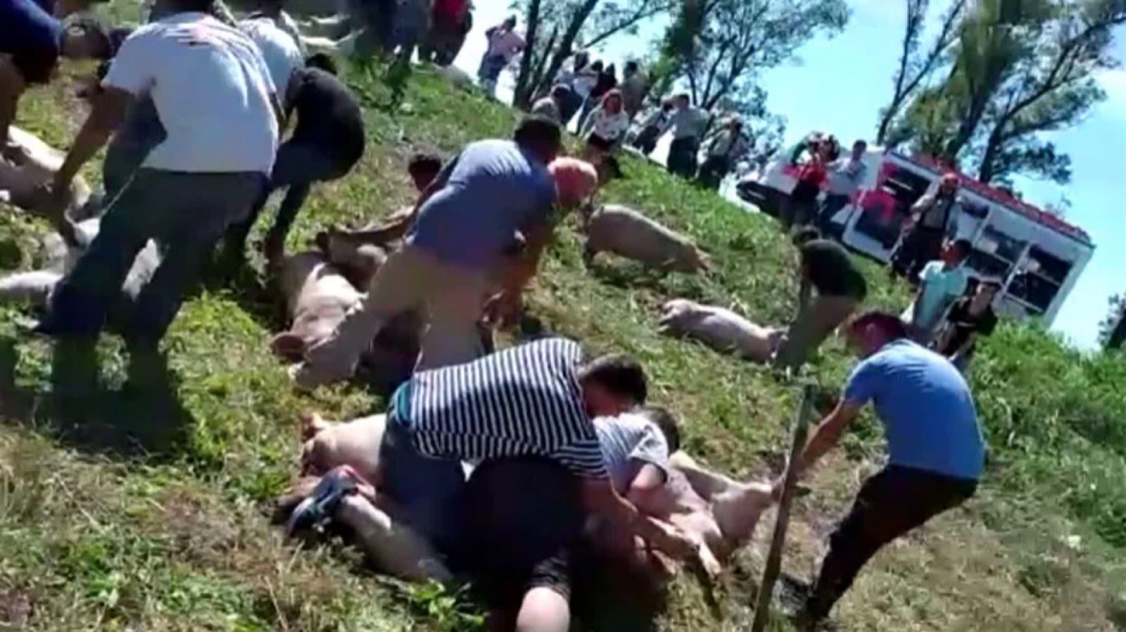 Saquearon un camión lleno de cerdos que volcó en Córdoba