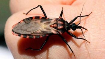 un medicamento contra el cancer podria ser clave para tratar el chagas cronico