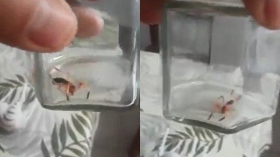 ¿Alacrán o araña? Apareció en una casa y dudan de su origen