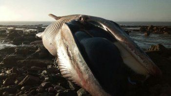 aparecio una ballena jorobada de 10 metros muerta cerca de el condor