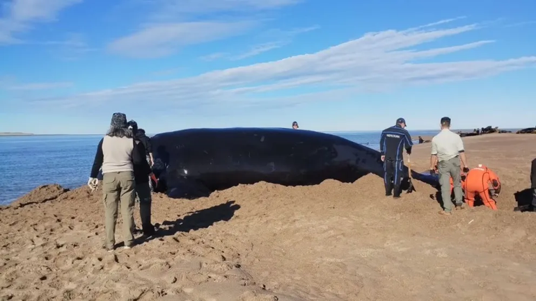 La ballena rescatada cerca de Las Grutas. Foto Noticias Net.