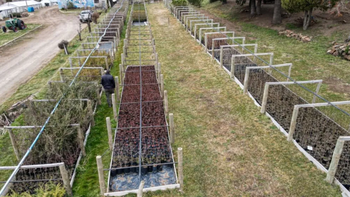 Huinganco se prepara para florecer con 5.000 tulipanes en octubre. &nbsp;