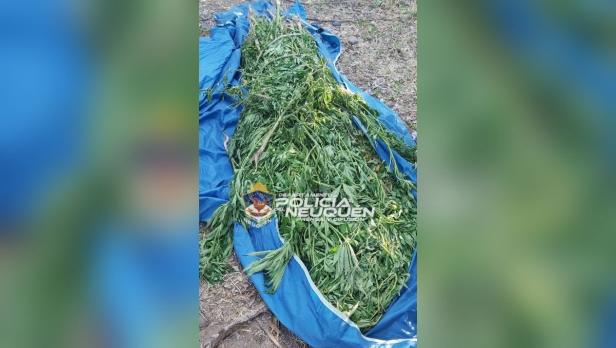 Hallaron en un baldío 27 plantas de marihuana abandonadas 