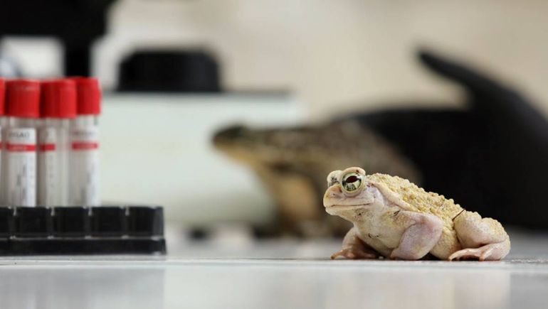 Las ranas de la industria petroquímica son las más afectadas