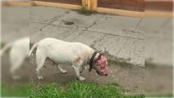 Los perros sueltos de razas con instinto territoriales generan preocupación y alerta.