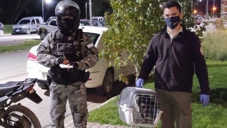 Visita inesperada: encontraron a un pingüino paseando por un barrio de Viedma