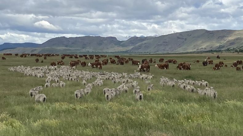 Barrera sanitaria: vamos por una prórroga de la prórroga...la Patagonia resiste