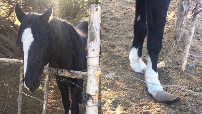 Isla Jordán: rescataron a un caballo que necesitaba tratamiento veterinario urgente